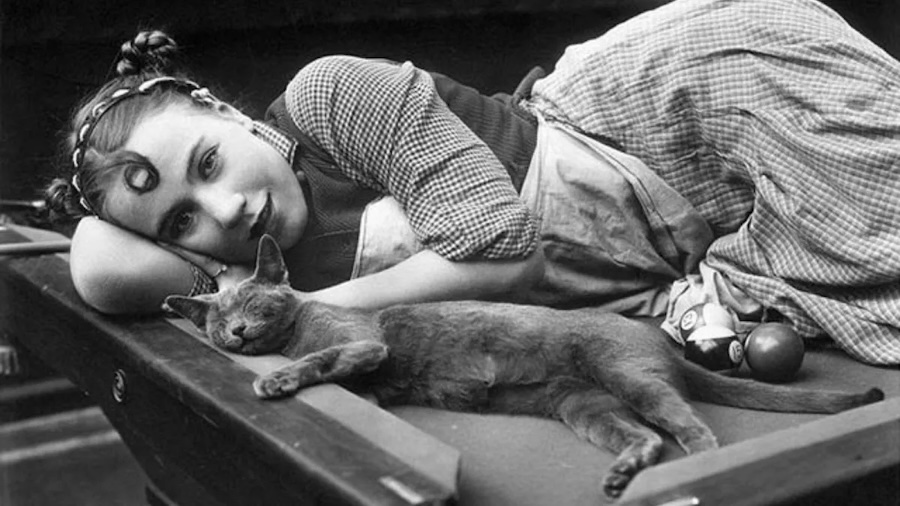 How cats became Hollywood's hottest stars