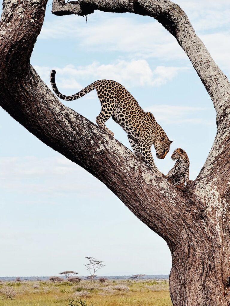 Mother and Son' by Huapeng Zhao (Animals category, 2nd place) копія