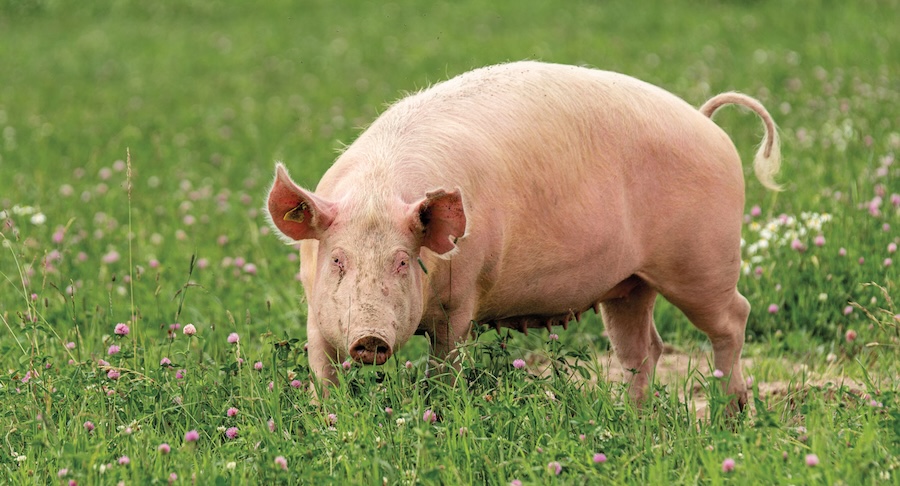 pig taboo