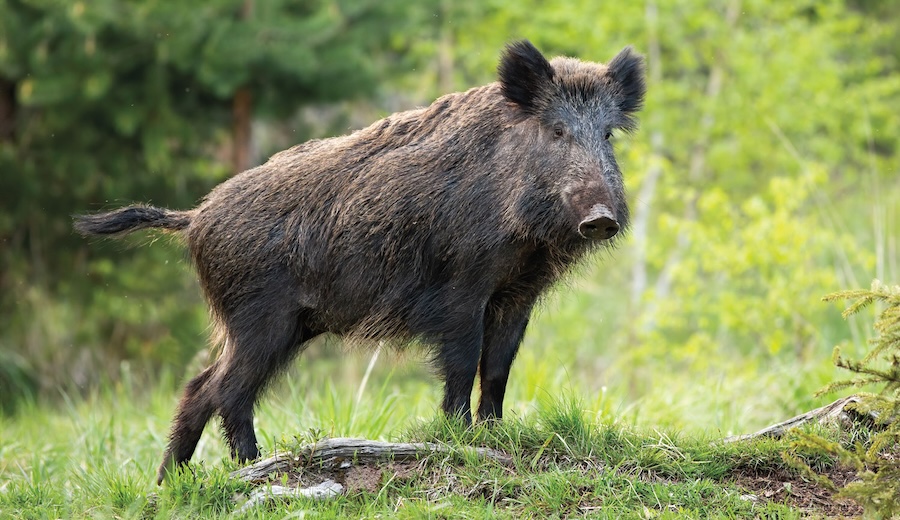 pig taboo