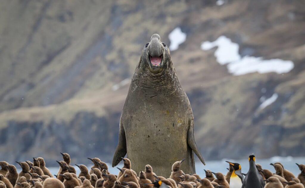 Nikon Comedy Wildlife Awards