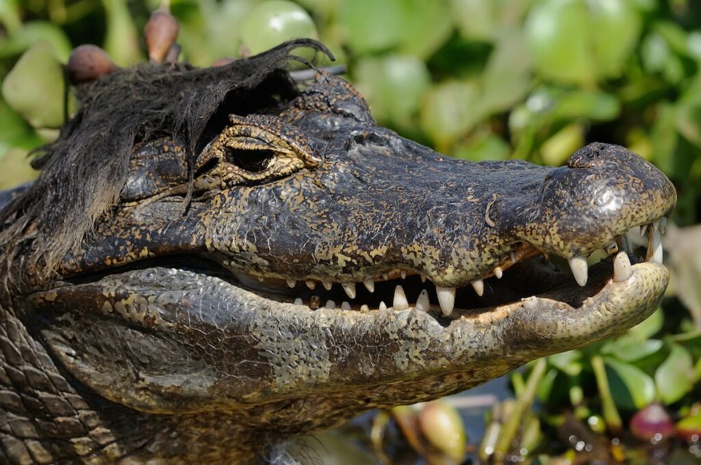 Nikon Comedy Wildlife Awards