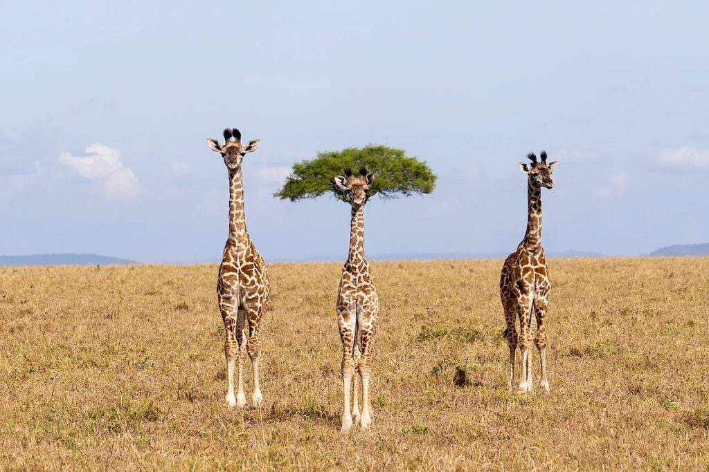Nikon Comedy Wildlife Awards