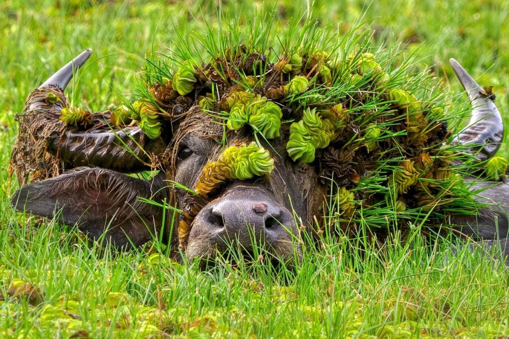 Nikon Comedy Wildlife Awards