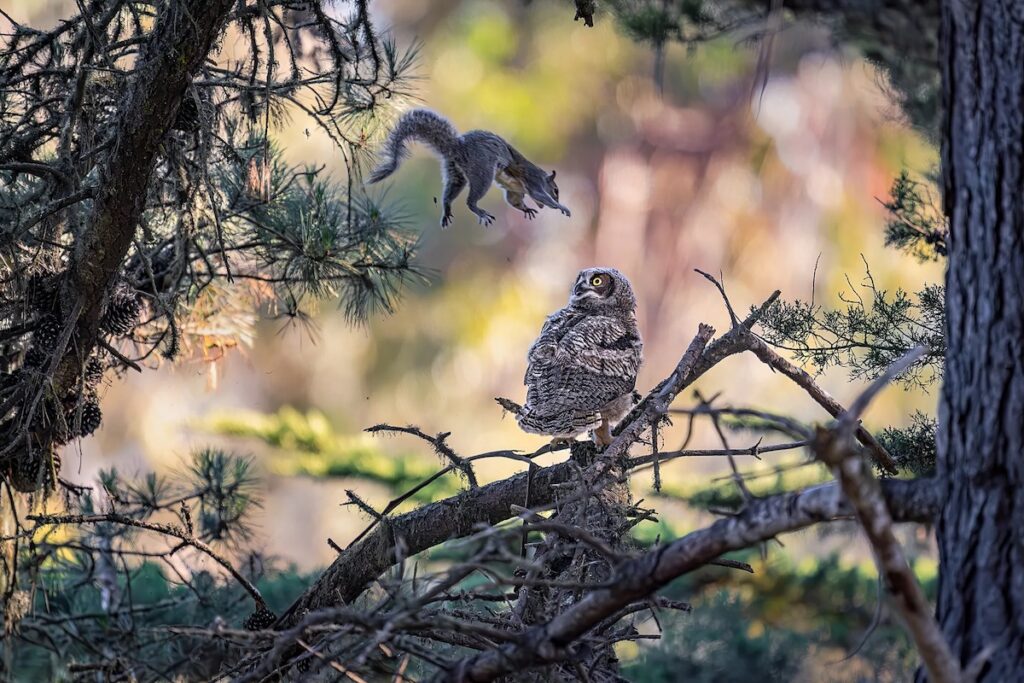Nikon Comedy Wildlife Awards