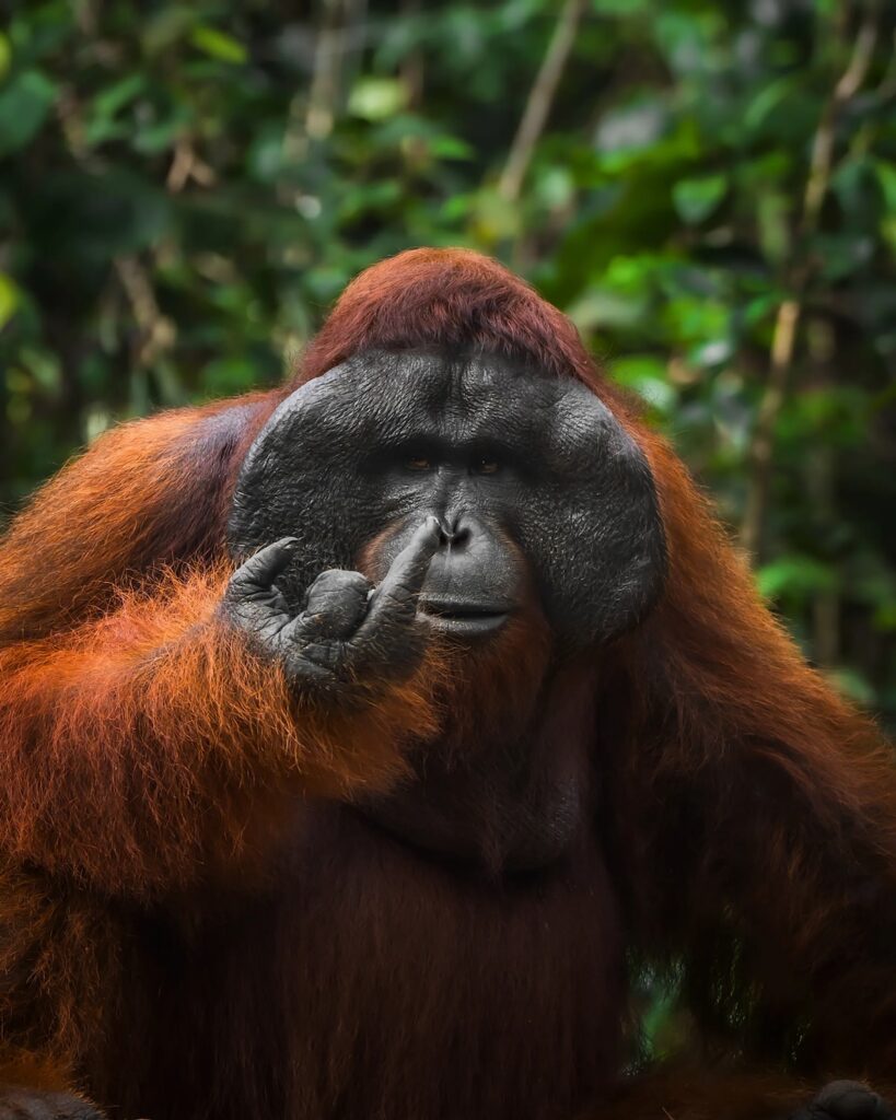 Nikon Comedy Wildlife Awards