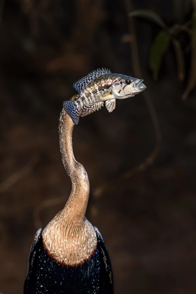 Nikon Comedy Wildlife Awards
